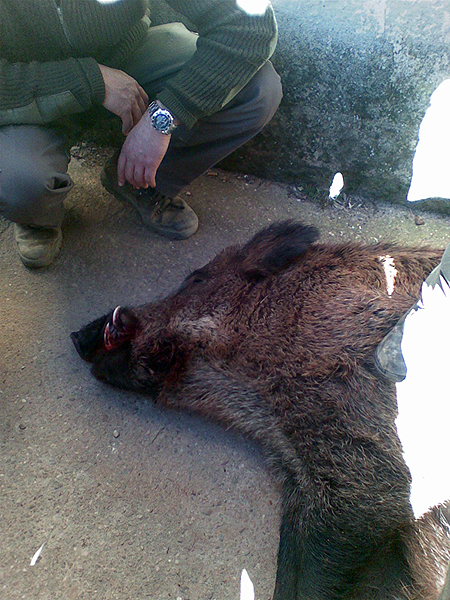 Boar in Spain